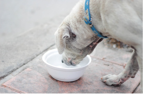 老年犬常见疾病信号及科学应对方法 老年犬常见疾病信号及科学应对方法