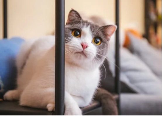 你家猫越来越像你，真相竟然和这些有关