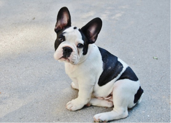 老年犬健康预警：警惕这些常见疾病信号