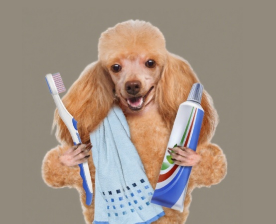 狗狗刷牙不能用人类牙膏,宠物专用更安全 狗狗刷牙不能用人类牙膏,宠物专用更安全