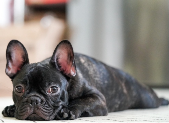 老年犬健康预警：警惕这些常见疾病信号