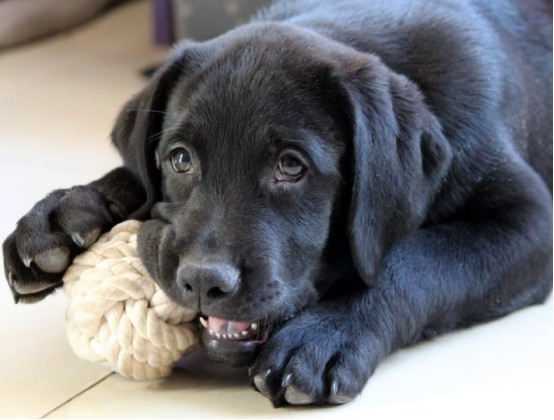 狗狗刷牙不能用人类牙膏,宠物专用更安全 狗狗刷牙不能用人类牙膏,宠物专用更安全