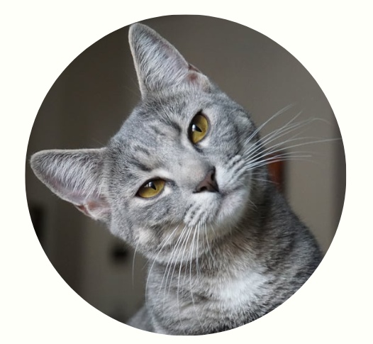 猫咪耳朵动作看心情，轻松读懂猫主子的小心思