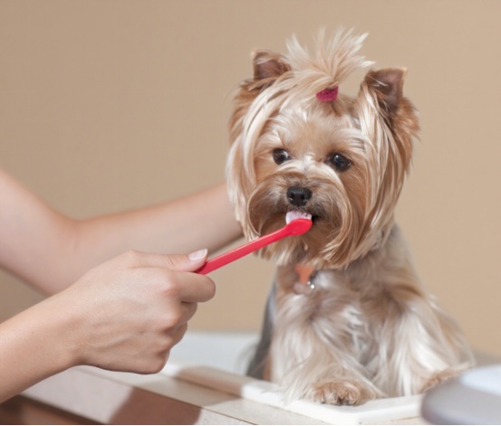 狗狗刷牙不能用人类牙膏,宠物专用更安全 狗狗刷牙不能用人类牙膏,宠物专用更安全