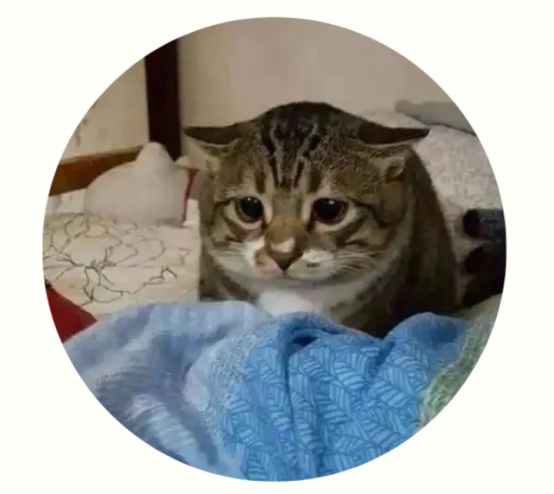 猫咪耳朵动作看心情，轻松读懂猫主子的小心思