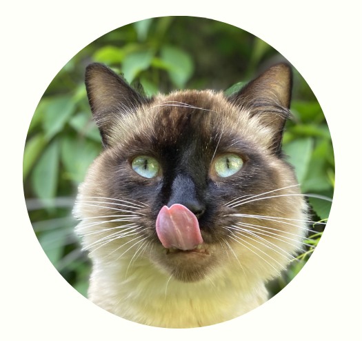 猫咪耳朵动作看心情，轻松读懂猫主子的小心思