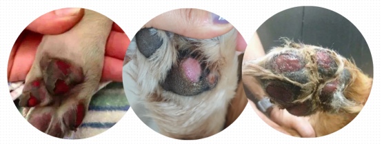 狗狗脚垫被高温地面烫伤怎么处理 狗狗脚垫被高温地面烫伤怎么处理