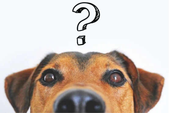 告别狗狗夏天异味困扰的实用方法