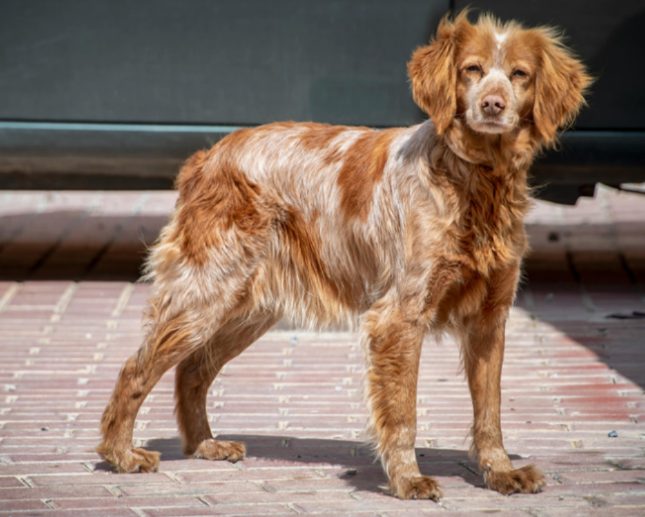 狗狗脚垫被高温地面烫伤怎么处理 狗狗脚垫被高温地面烫伤怎么处理