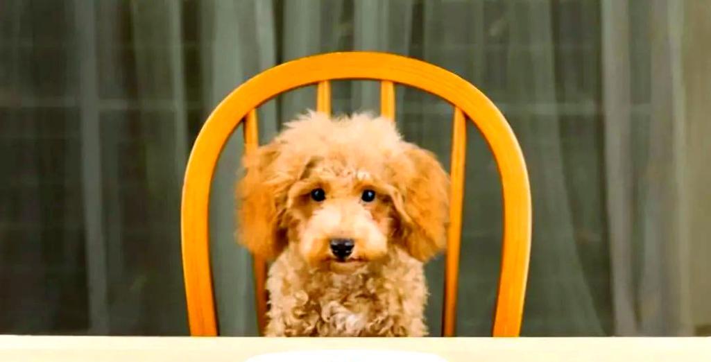 狗狗喝水的重要性及科学饮水量指南 狗狗喝水的重要性及科学饮水量指南