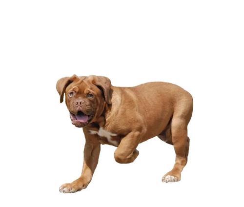 凯利蓝梗犬专用浴液怎么选？天然温和更安全