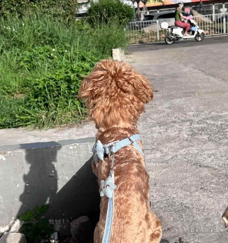 个性化养成法提升与狗狗的亲密关系 个性化养成法提升与狗狗的亲密关系