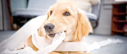 科学养狗:避免溺爱,注重教育与互动 科学养狗:避免溺爱,注重教育与互动