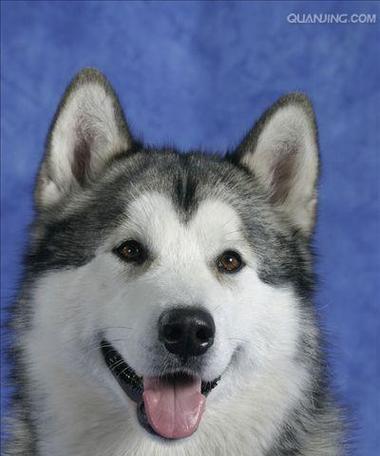 阿拉斯加雪橇犬玩具推荐：提升宠物生活品质的多样选择