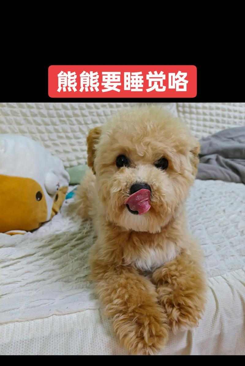 个性化养成法提升与狗狗的亲密关系 个性化养成法提升与狗狗的亲密关系