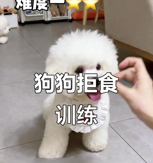 如何训练狗狗拒食他人食物的实用方法