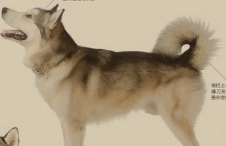 阿拉斯加雪橇犬玩具推荐：提升宠物生活品质的多样选择