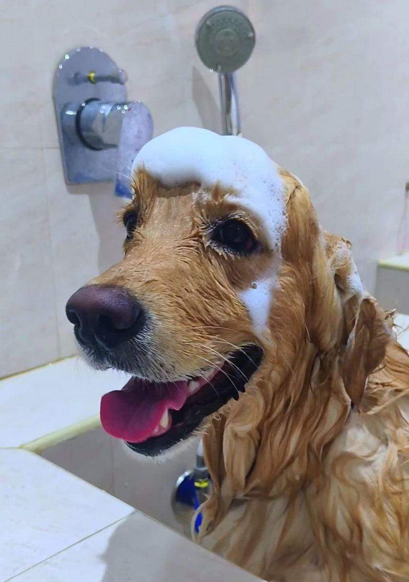 如何为长毛狗狗挑选健康沐浴露