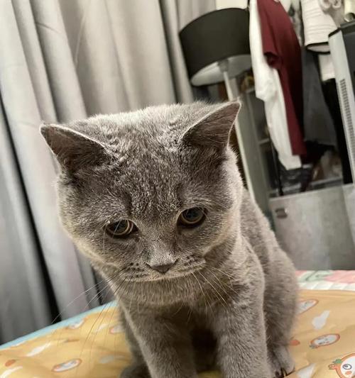 家猫呕吐两天怎么处理?正确护理方法全解析 家猫呕吐两天怎么处理?正确护理方法全解析