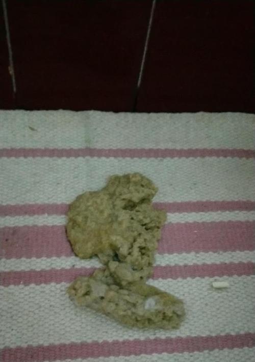 家猫呕吐两天怎么处理?正确护理方法全解析 家猫呕吐两天怎么处理?正确护理方法全解析