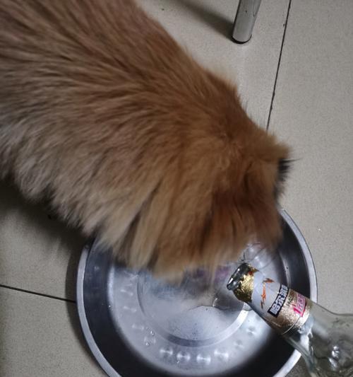 狗能喝啤酒吗?揭秘酒精对宠物的危害 狗能喝啤酒吗?揭秘酒精对宠物的危害