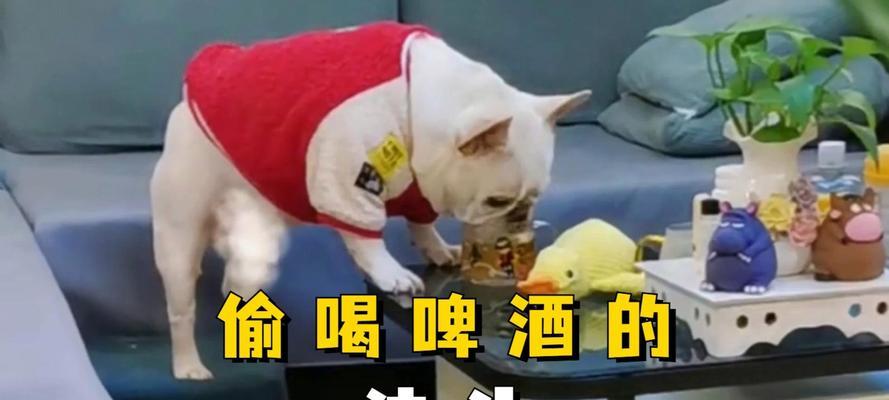 狗能喝啤酒吗?揭秘酒精对宠物的危害 狗能喝啤酒吗?揭秘酒精对宠物的危害