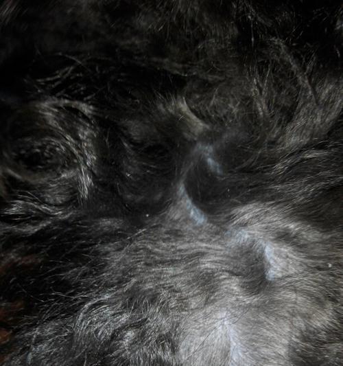 如何判断刚生的泰迪是否为灰色主题