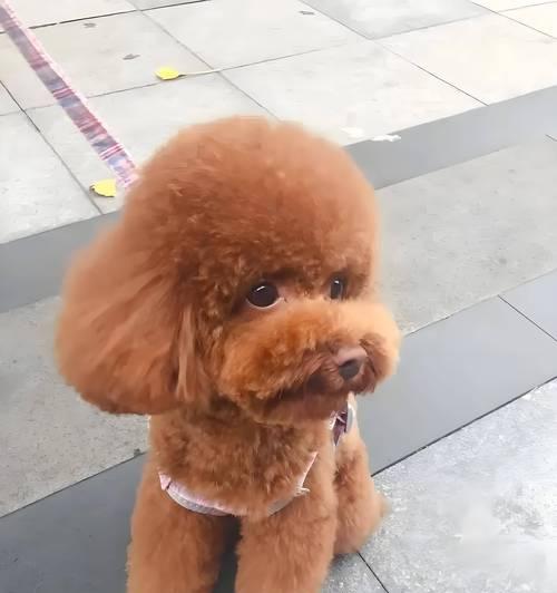 泰迪毛发亮如新,如何挑选优质狗粮 泰迪毛发亮如新,如何挑选优质狗粮