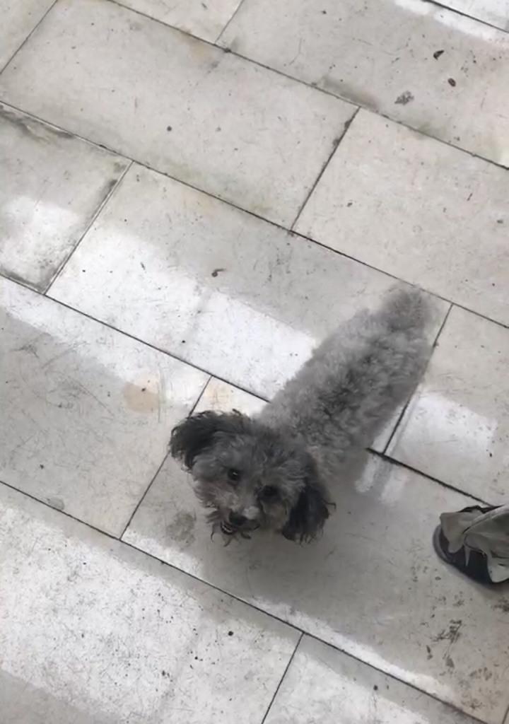 如何判断刚生的泰迪是否为灰色主题