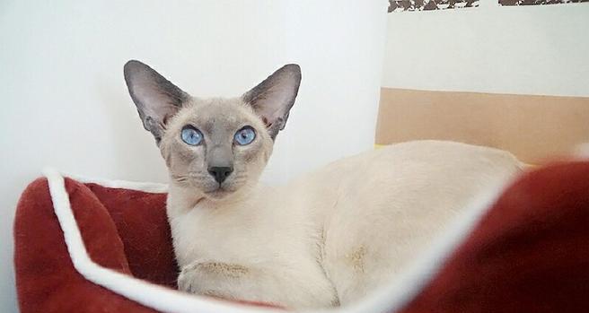 传统暹罗猫：优雅高贵的宠物猫品种全解析