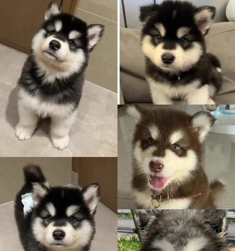 阿拉斯加犬产后适合吃哪些水果 阿拉斯加犬产后适合吃哪些水果