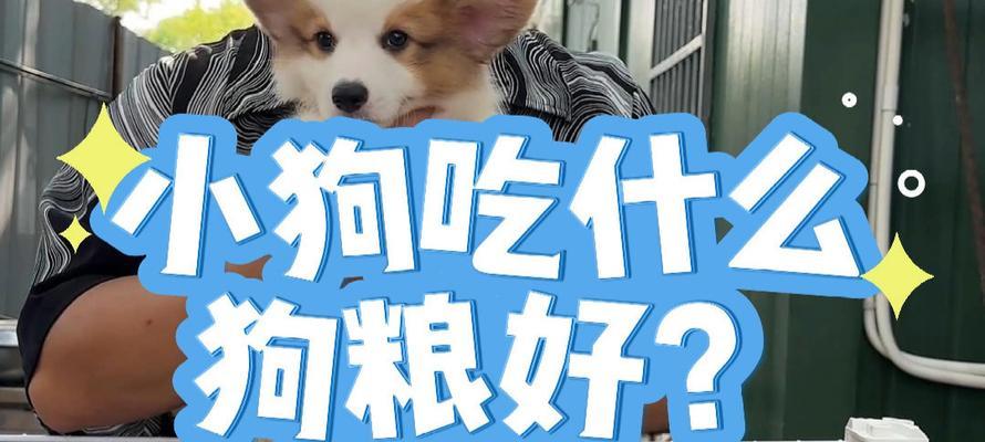 幼犬能否吃成年狗粮?营养与口感的差异解析 幼犬能否吃成年狗粮?营养与口感的差异解析