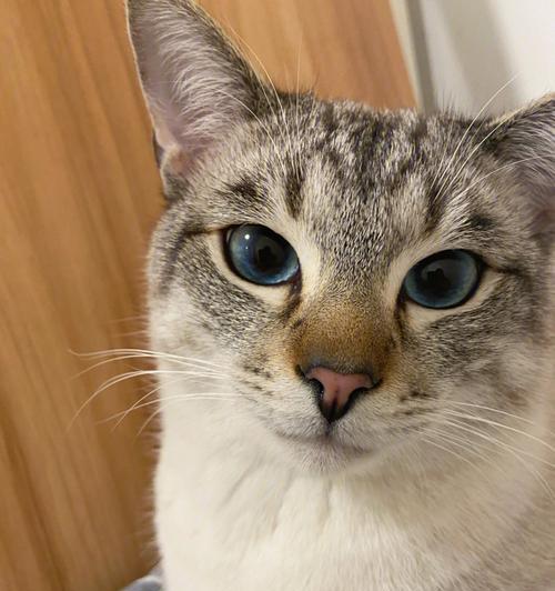 传统暹罗猫：优雅高贵的宠物猫品种全解析