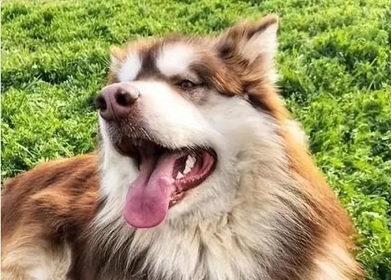 阿拉斯加犬产后适合吃哪些水果 阿拉斯加犬产后适合吃哪些水果