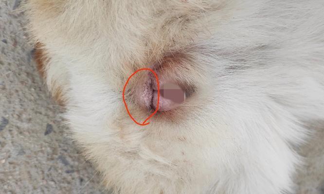 小狗胸部肿的常见原因和治疗方案