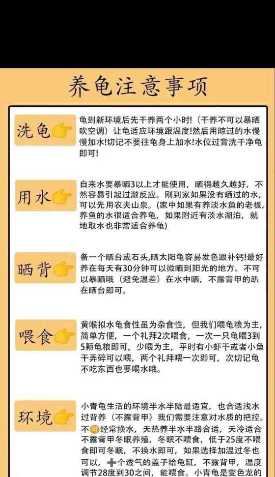 黄泥龟饲养全攻略:健康成长的关键要素 黄泥龟饲养全攻略:健康成长的关键要素