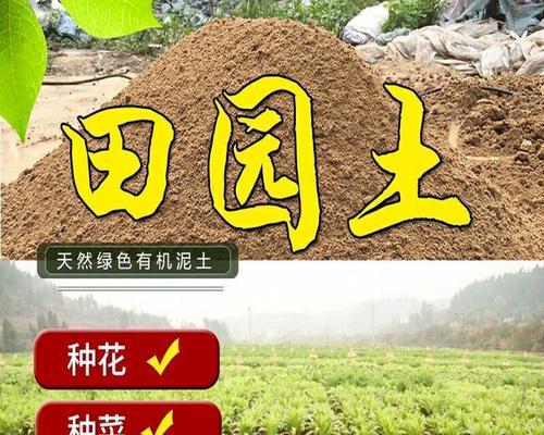 黄泥龟饲养全攻略:健康成长的关键要素 黄泥龟饲养全攻略:健康成长的关键要素