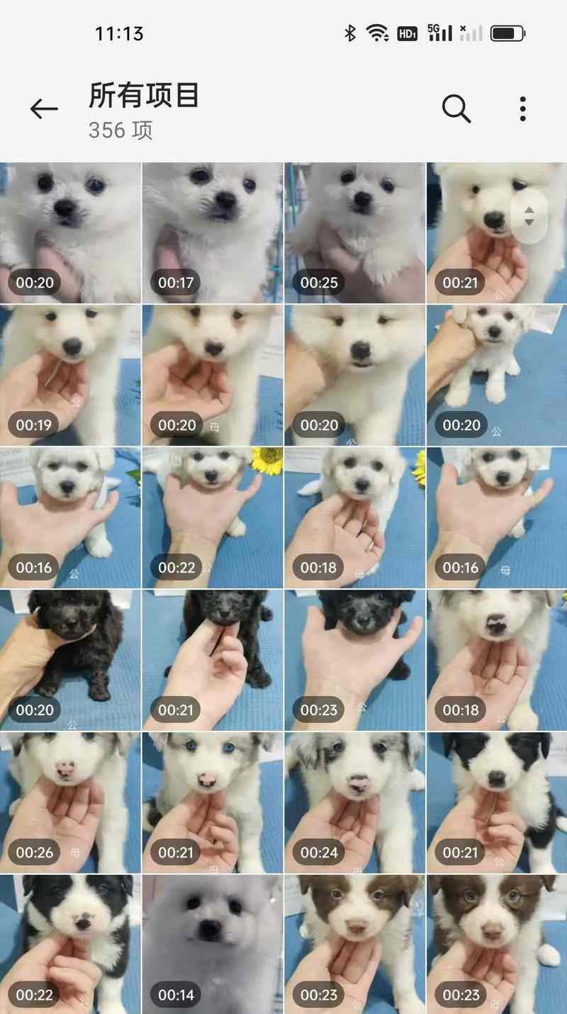 拉布拉多犬最佳配种时机的科学判断方法 拉布拉多犬最佳配种时机的科学判断方法