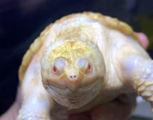 黄泥龟饲养全攻略:健康成长的关键要素 黄泥龟饲养全攻略:健康成长的关键要素