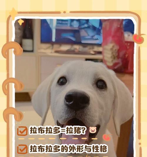 拉布拉多犬最佳配种时机的科学判断方法 拉布拉多犬最佳配种时机的科学判断方法