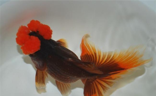 四绒球饲养全指南:健康、心理与日常护理技巧 四绒球饲养全指南:健康、心理与日常护理技巧