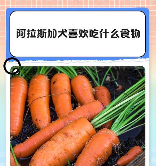 阿拉斯加犬喂肉利弊分析，如何科学喂养？