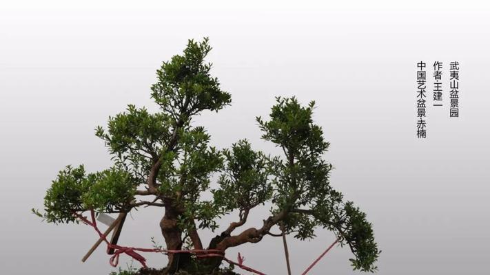 四绒球饲养全指南:健康、心理与日常护理技巧 四绒球饲养全指南:健康、心理与日常护理技巧