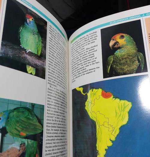 橙翅亚马逊鹦鹉饲养指南:健康快乐生活全攻略 橙翅亚马逊鹦鹉饲养指南:健康快乐生活全攻略