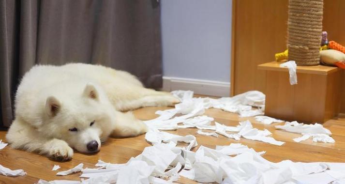 狗狗频繁遗尿的常见原因及应对方法 狗狗频繁遗尿的常见原因及应对方法