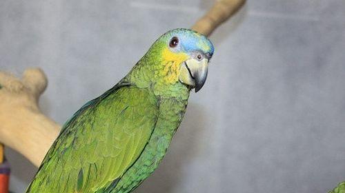 橙翅亚马逊鹦鹉饲养指南:健康快乐生活全攻略 橙翅亚马逊鹦鹉饲养指南:健康快乐生活全攻略