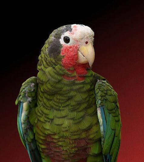 橙翅亚马逊鹦鹉饲养指南:健康快乐生活全攻略 橙翅亚马逊鹦鹉饲养指南:健康快乐生活全攻略