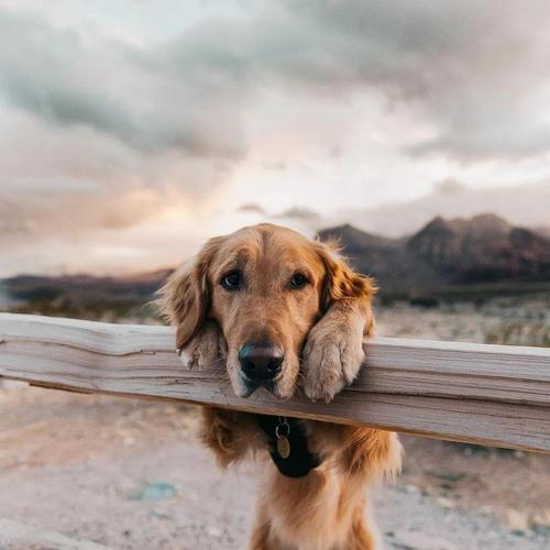 金毛犬跳远训练技巧,提升运动能力和快乐感 金毛犬跳远训练技巧,提升运动能力和快乐感
