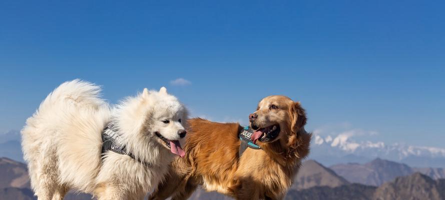 金毛犬跳远训练技巧,提升运动能力和快乐感 金毛犬跳远训练技巧,提升运动能力和快乐感
