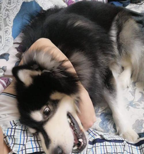 阿拉斯加犬喂肉利弊分析，如何科学喂养？